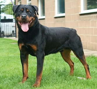The Rottweiler and Dobermann are two of the most well-known breeds ...