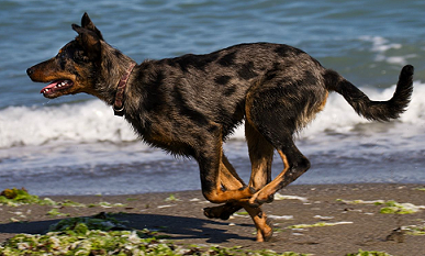 Dog Coat Colour Genetics Dog Coat Colour Genetics