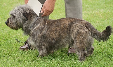 brindle terrier breeds