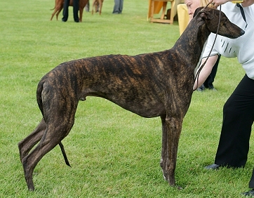 striped greyhound