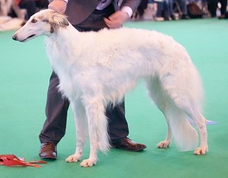 What are some all-white dog breeds?