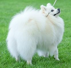 small dog white colour