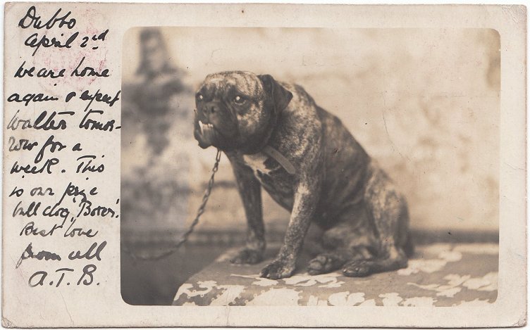 Znalezione obrazy dla zapytania BOXER DOG HISTORY